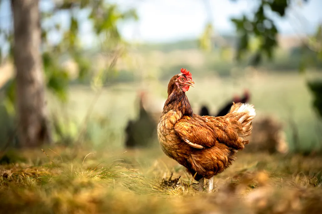 what herbs calm aggressive chickens